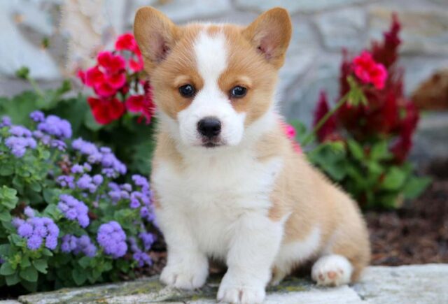 Corgi02
