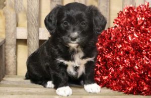 corgipoo puppies for sale