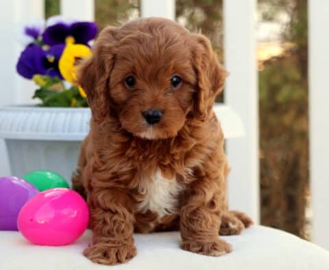 Cosby Cavapoo