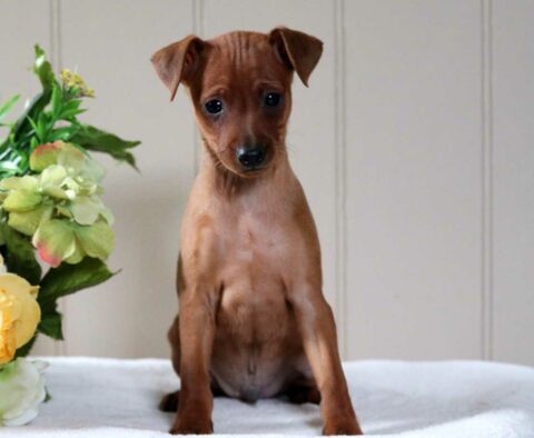 Cosby Min Pin