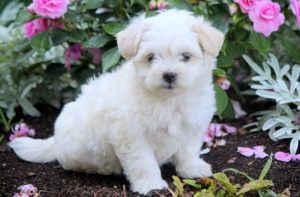 Coton de Tulear