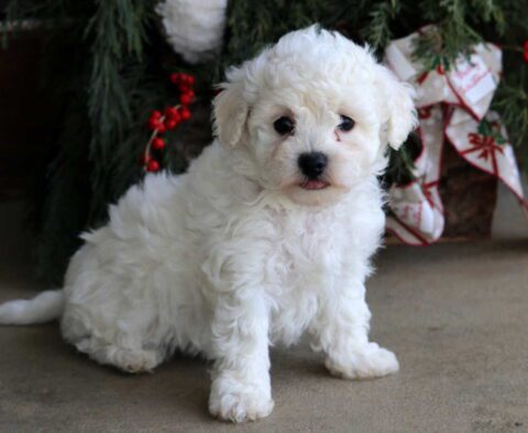 Cotton Bichon