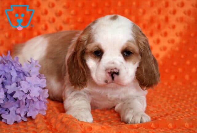 Cubby Cocker image