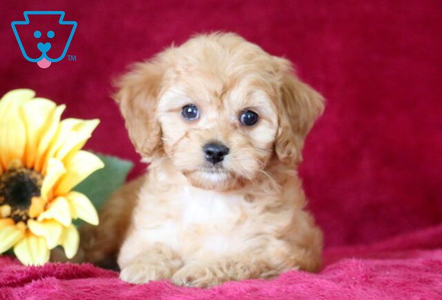 Cuddles Cavapoo 1-001