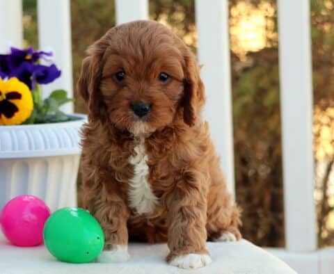 Cupcake Cavapoo