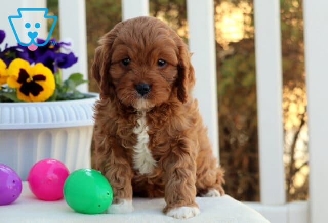 Cupcake Cavapoo image