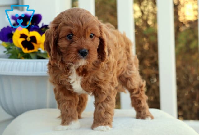 Cupcake Cavapoo2 image