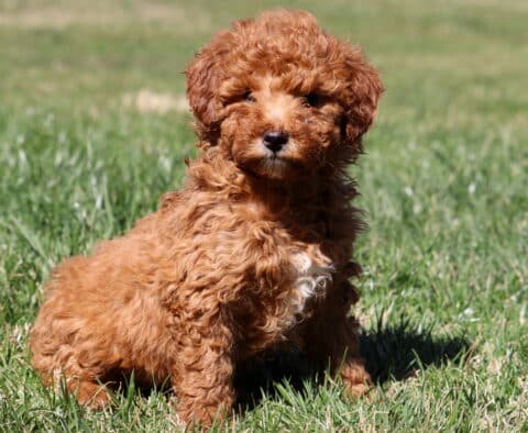 Cupcake Mini Aussiedoodle2