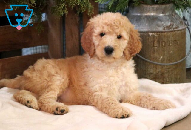 Curls Poodle2 image