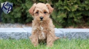 Westiepoo