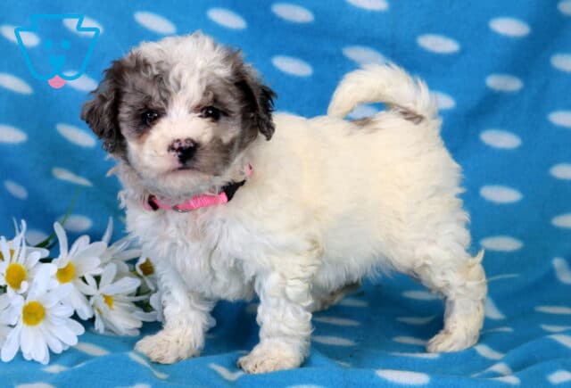 Cutie Bichpoo image