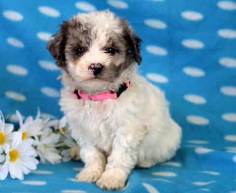 Cutie Bichpoo2