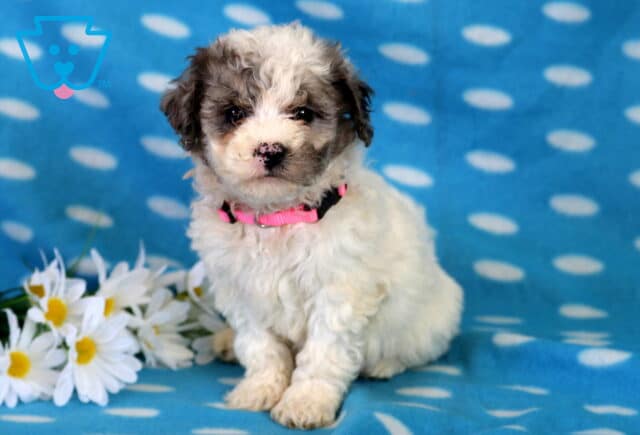 Cutie Bichpoo2 image
