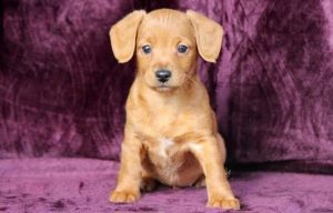 Dachshund Mix