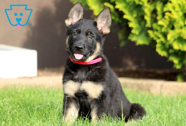 Daffy German Shepherd 1-001