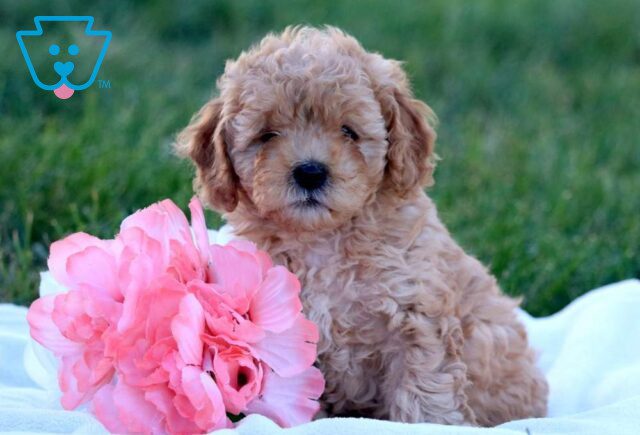 Daisy Cockapoo image