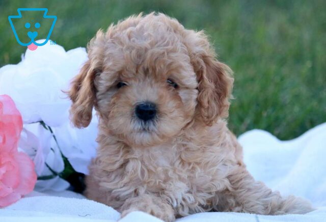 Daisy Cockapoo2 image