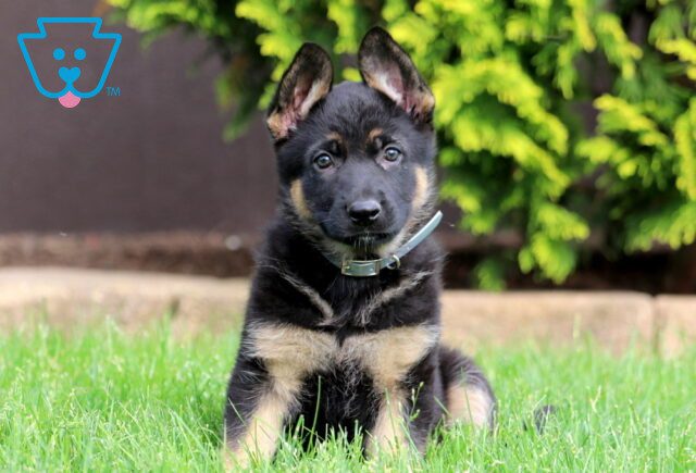 Daisy German Shepherd 1-001