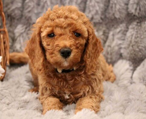 Daisy Mini Goldendoodle