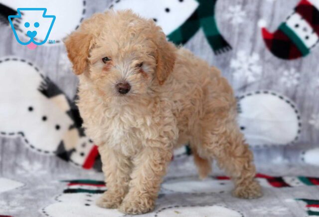Daisy Mini Labradoodle image