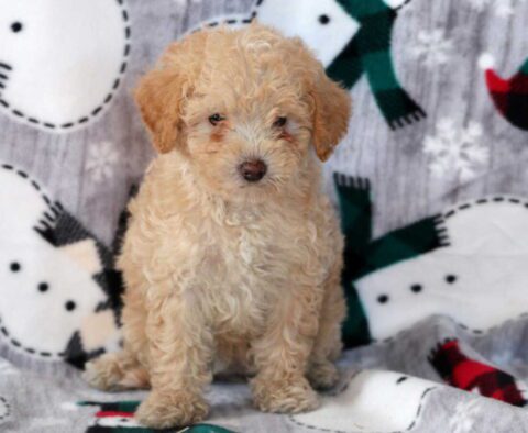 Daisy Mini Labradoodle2