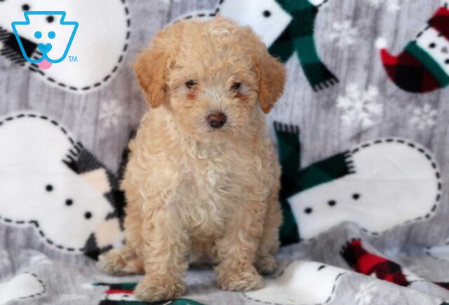 Daisy Mini Labradoodle2 image