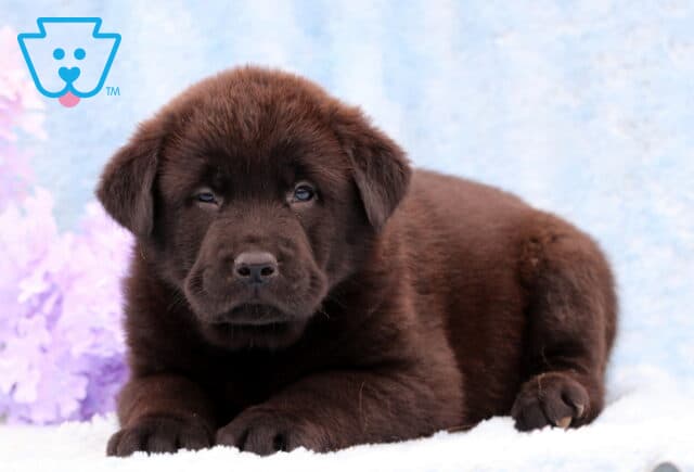 Dakota Lab Mix image