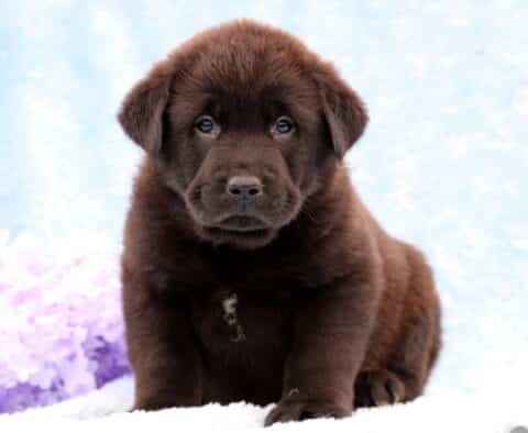 Dakota Lab Mix2