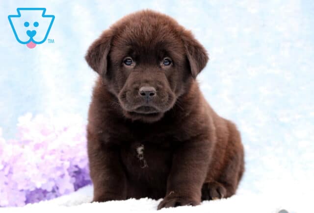 Dakota Lab Mix2 image