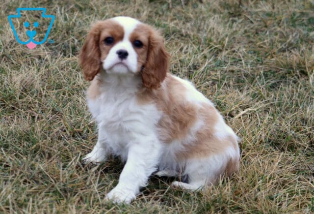 Dallas Cavalier image