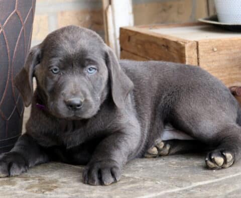Dallas Charcoal Lab