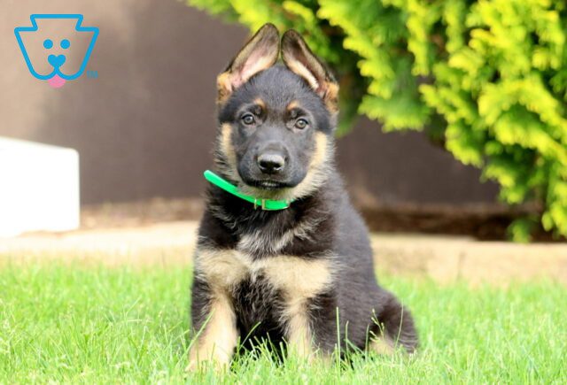 Dallas German Shepherd 1-001