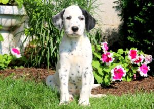 Dalmatian
