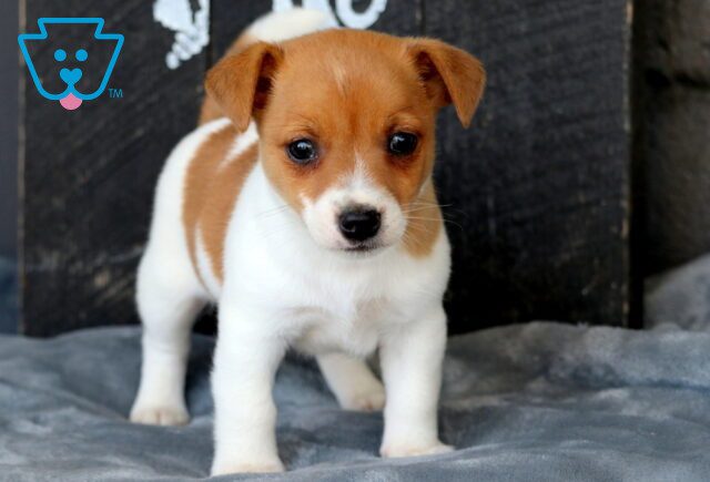 Danny Jack Russell 1-001