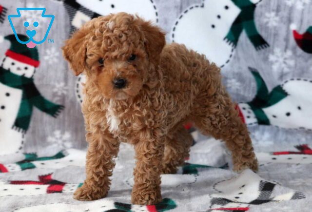 Danny Mini Labradoodle image