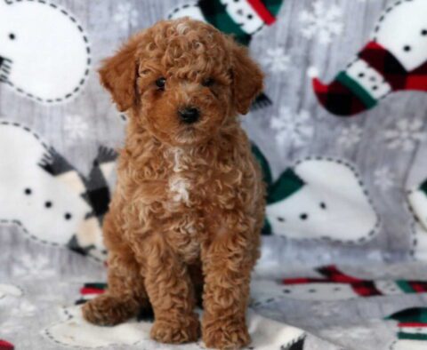 Danny Mini Labradoodle2