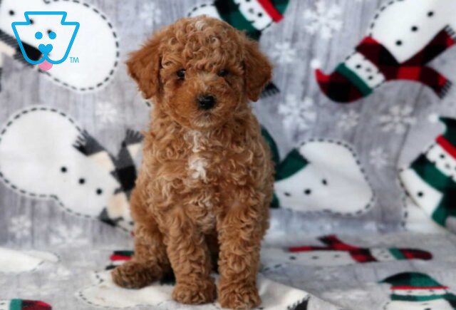 Danny Mini Labradoodle2 image