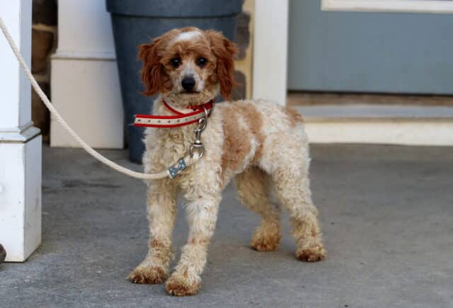 Danny Mini Poodle Sam Stoltzfus image