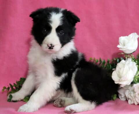 Darla Border Collie