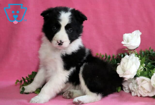 Darla Border Collie image