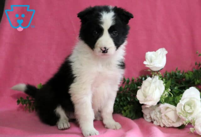 Darla Border Collie2 image