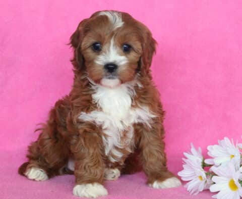 Darla Cavapoo