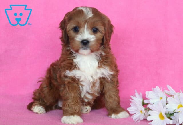 Darla Cavapoo image