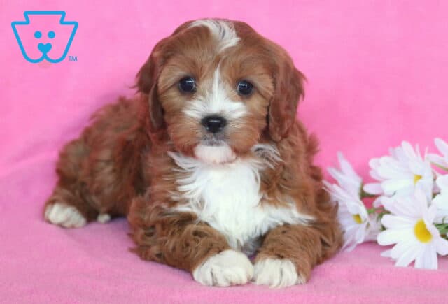 Darla Cavapoo2 image