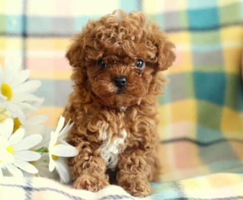 Darla Toy Poodle