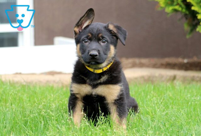 Dash German Shepherd 1-001