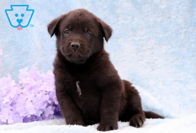 Dash Lab Mix image