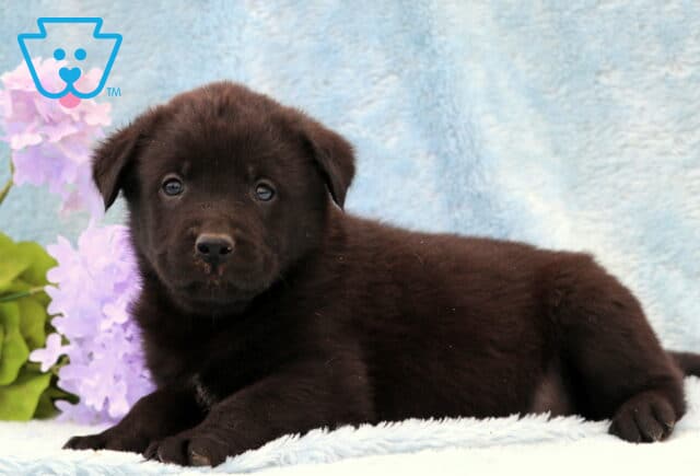 Dash Lab Mix2 image