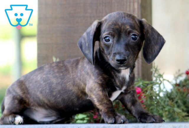 Dash Mini Dachshund2