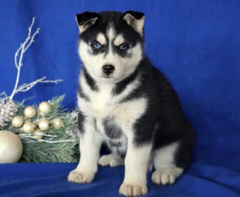 Dasher Husky